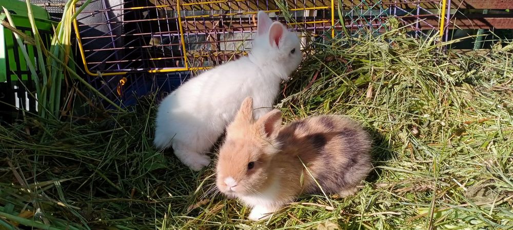 Карликовий торчевухий кролик, Львіноголовий