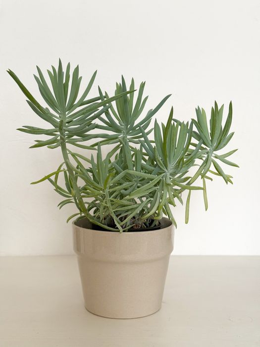 Ładny sukulent senecio