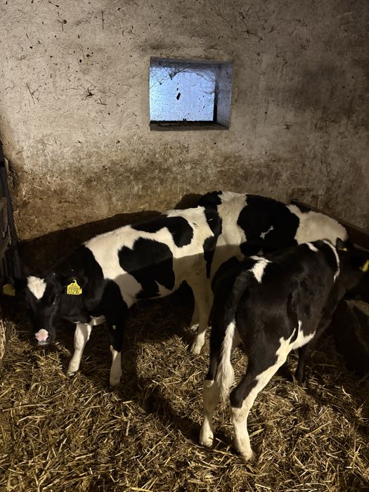 Jałówki (odsadki, cielaki)