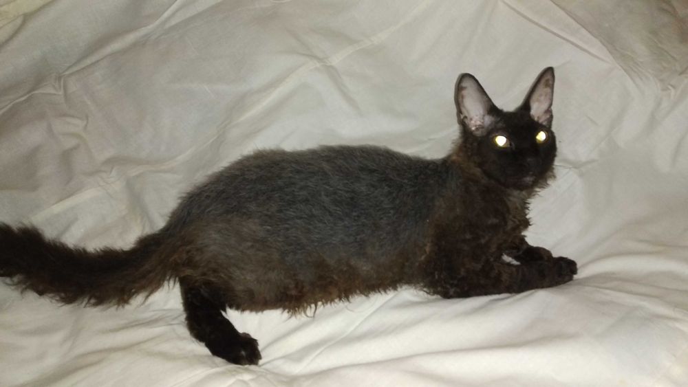 Кошенята (1 кіт, 2 кішки) від донського сфінкса / Кот, 2 кошки, сфинкс