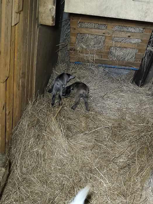 Vendo cabras muito meigas e bonitas muito bem tratadas.