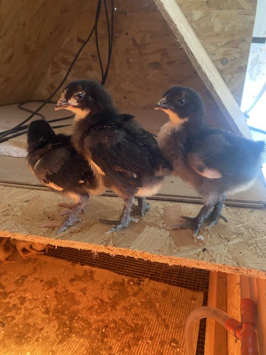 Kurczaki kurki  100% Marans 3 tyg