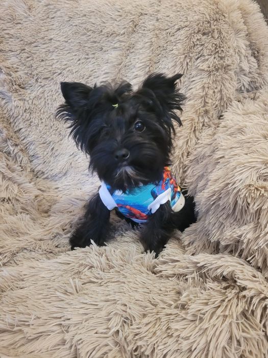 Yorkshire Terrier Black