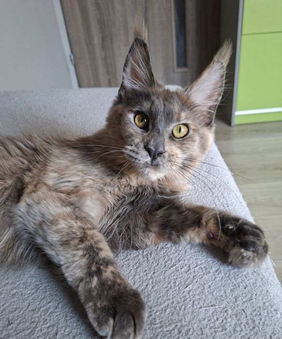 Niebieska szylkreta do hodowli
