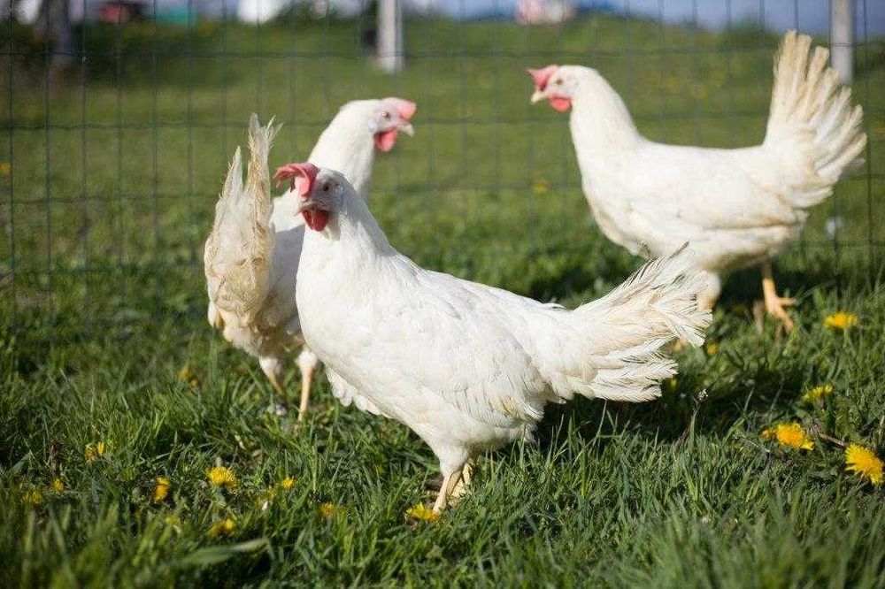 Kurka nioska rasa Tetra tintet z jajkiem