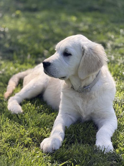 Golden Retriever FCI szczeniak