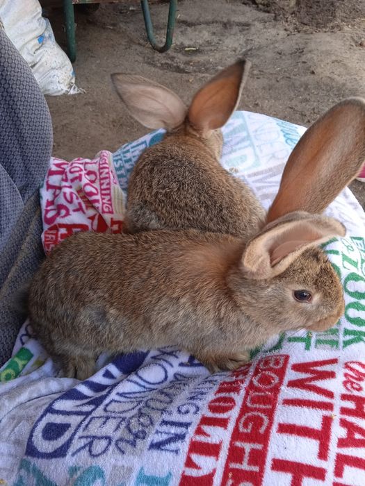 Продам кролічок в наявності є 4 шт вік 5місяців