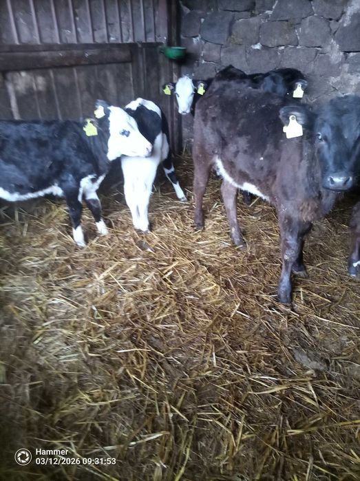 Sprzedam cielaki jałówki