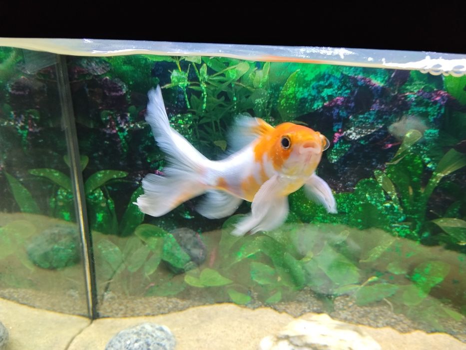 Vendo ou troco peixes
