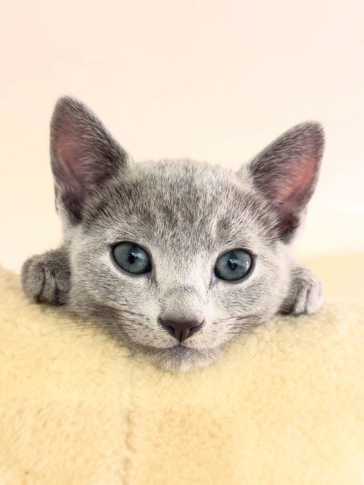 Kotka rosyjska niebieska