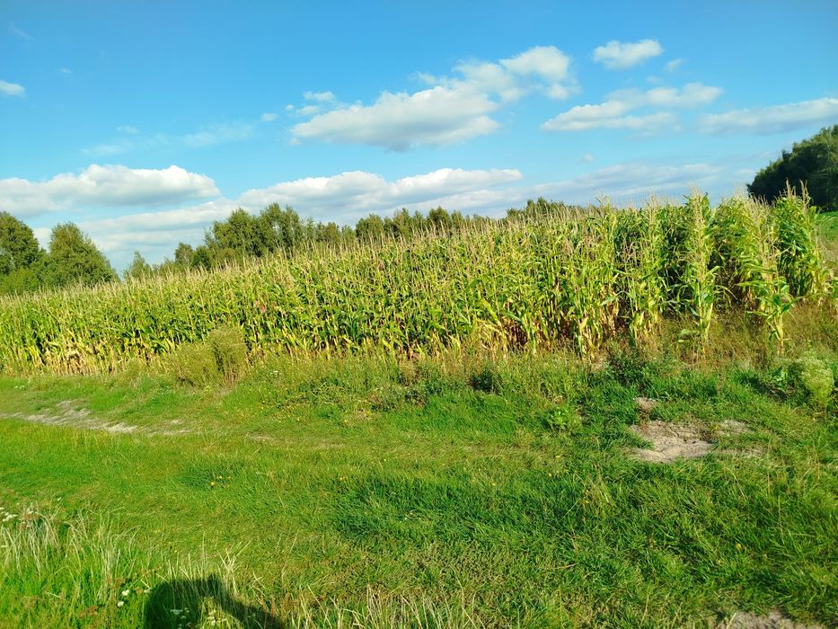 Działka rolna na sprzedaż