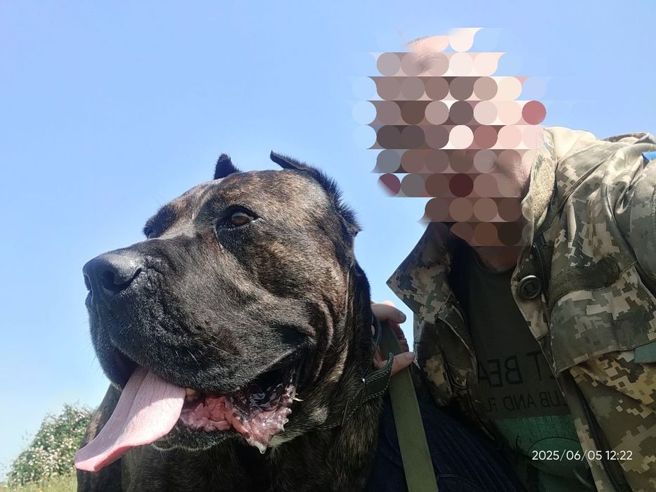 Кане корсо.злучка.