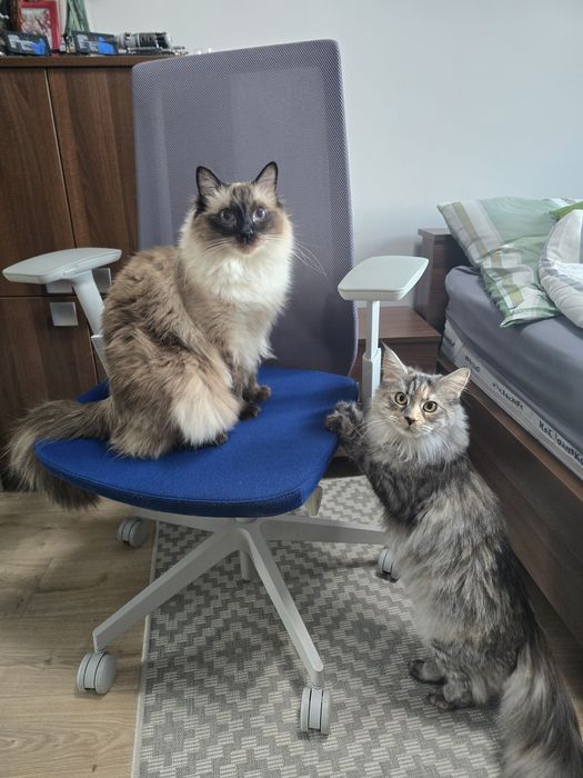 Fotel egronomiczny Profim Accis Pro 151SFL