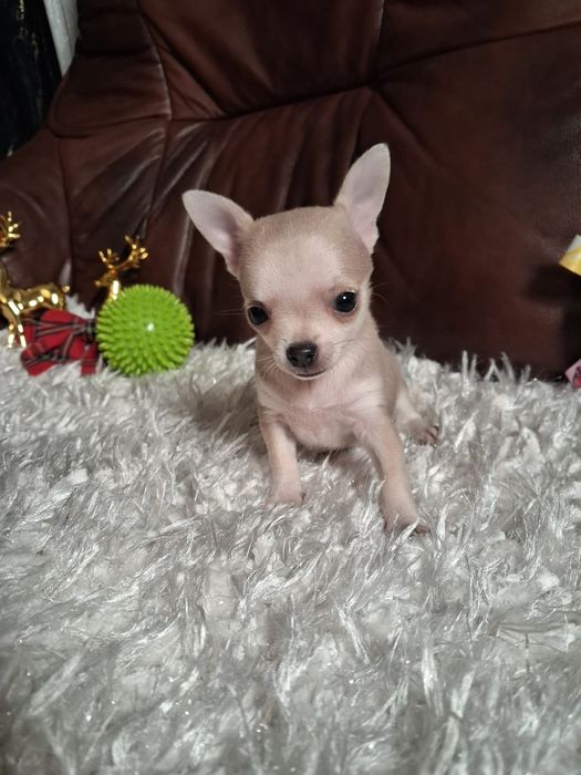 Śliczna suczka chihuahua