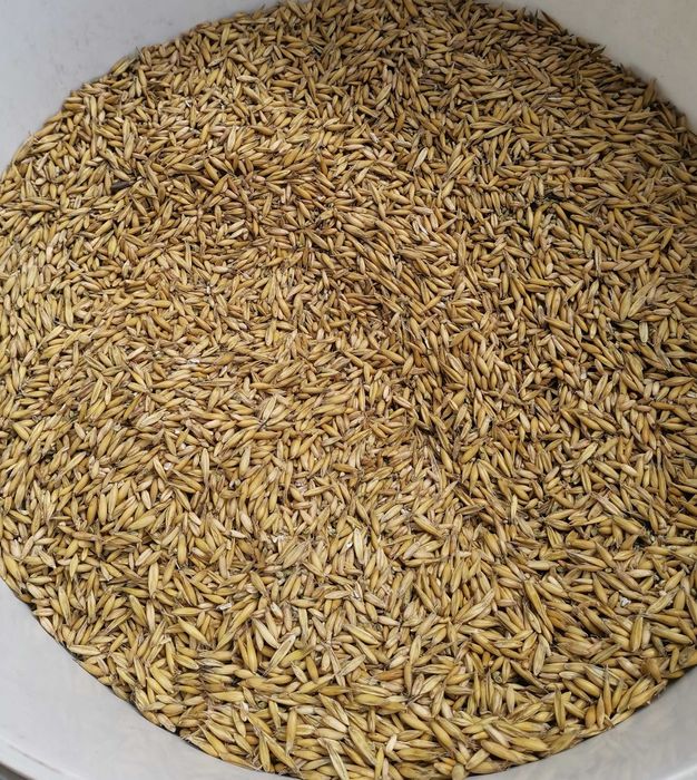 Pszenica, Owies Sprzedam.