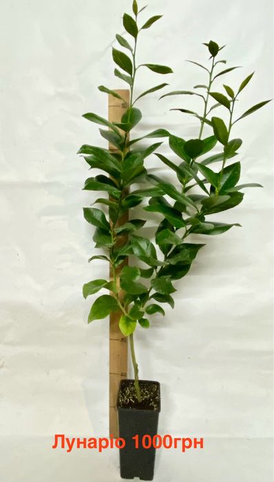 Цитруси , лимон, лайм, клементин, кумкват,  апельсин.