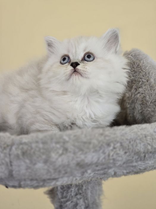 Персидські кошенята.