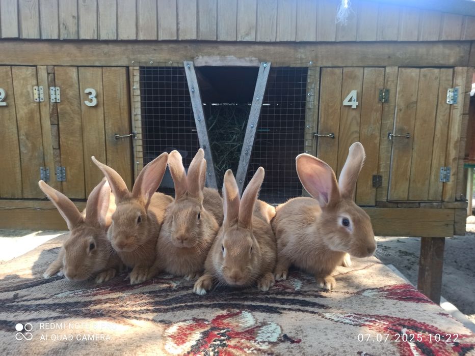 Кролики  Білий велетень, бургундці, німецький строкатий велетень