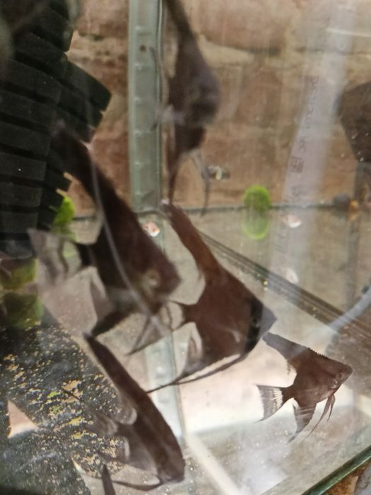 MISIEKZOO Pielęgnice - Skalary 8 odmian barwnych cena już od 7 zł