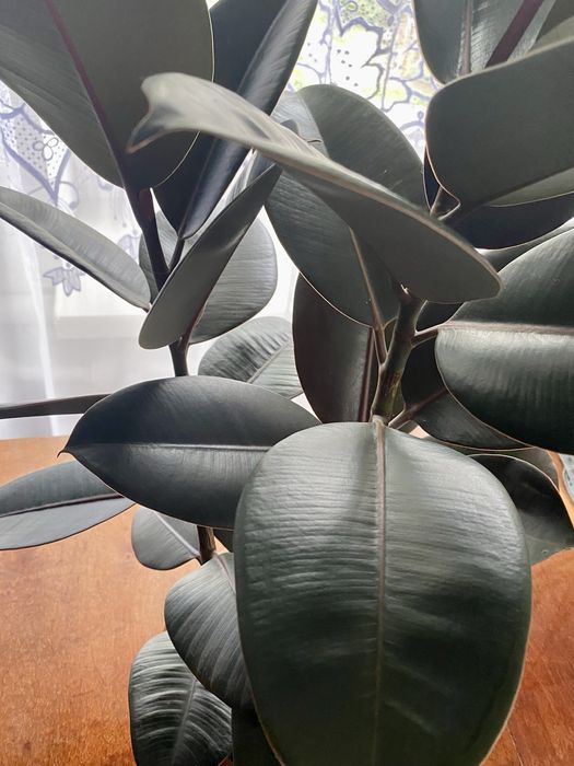 Продам фікус на дві гілки