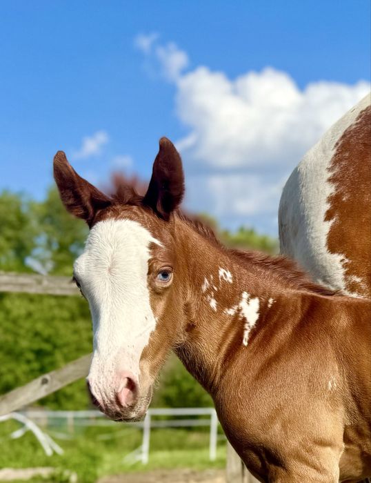 American Paint Horse ogierek