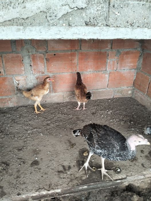 4 pintos cruzados de índio gigante com galo do campo ..