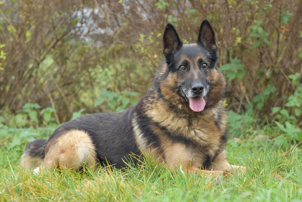 Borys - w typie Owczarek niemiecki; lubi wspólne spacery i aportowanie