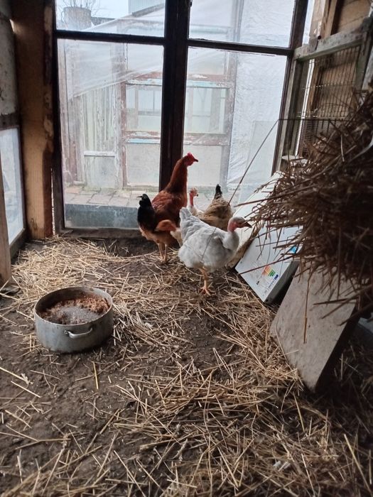 Молоді курочки ...