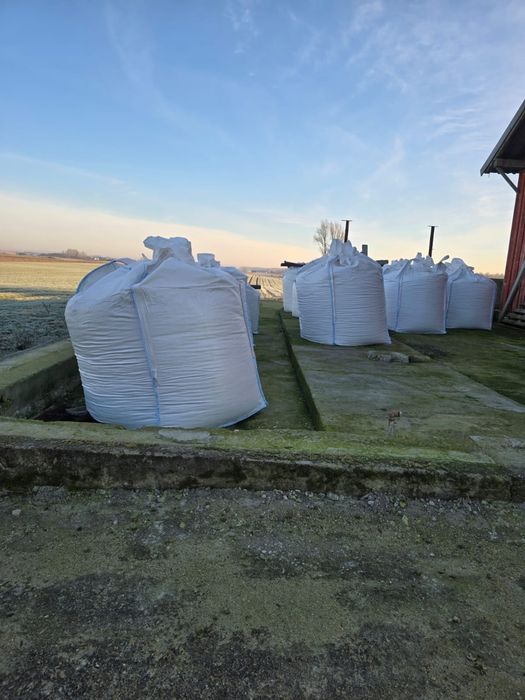 Ziarno kukurydzy gniecione zbiór 2025