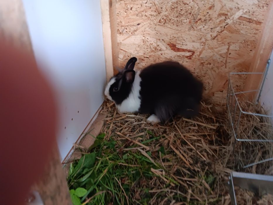 Sprzedam króliki miniaturki