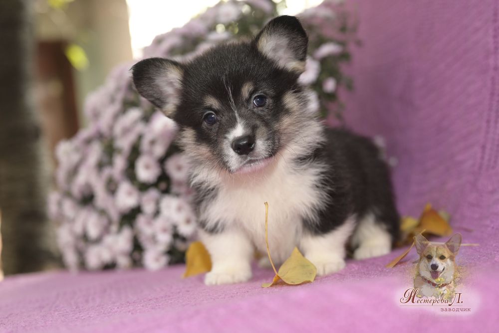 Чорноголовий вельш коргі пемброк з хвостиком.