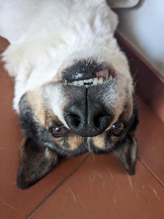 Cão Rafeiro super meigo para adoção responsável