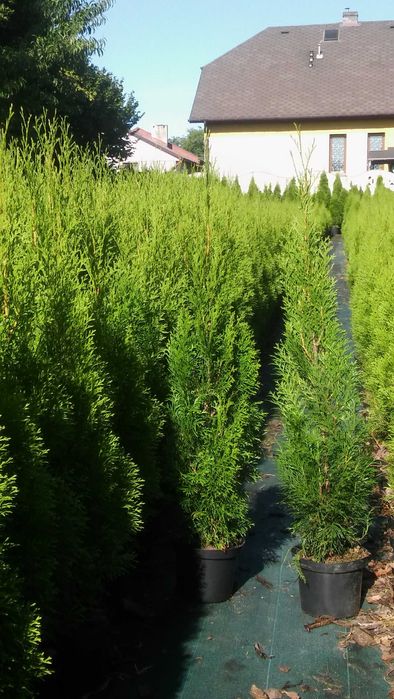 Promocja tuja szmaragd 80cm - 100cm, thuja smaragd 1m, doniczka 2L