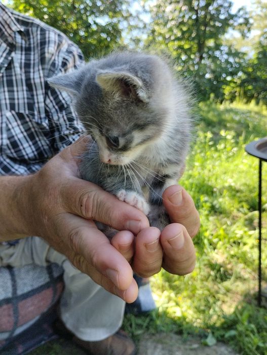 Кошенята шукають дім