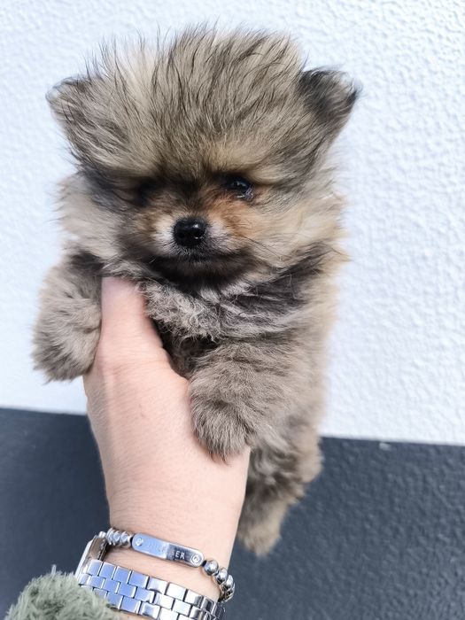 Spitz Mini.  Lulu da Pomerânia . Laranja. Linhagem Russa