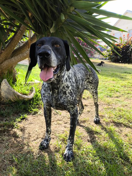 Fêmea Braco Alemão para adopção