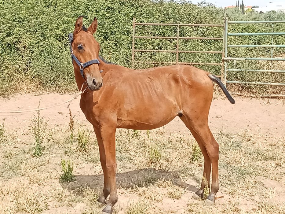 Vendo cavalos Lusitanos, éguas, poldros, poldras (Ler descrição)