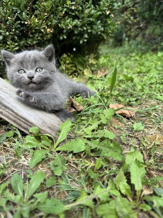 Британские котята
