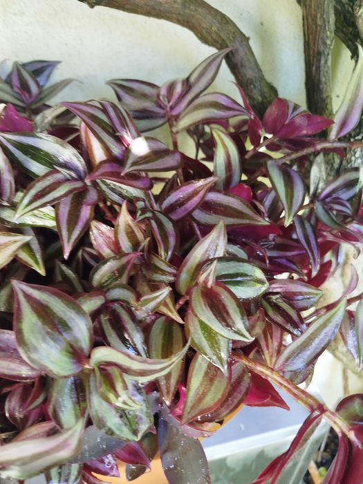 Trandescantia Zebrinis