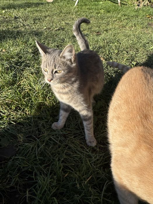 Котики (в добрі руки)