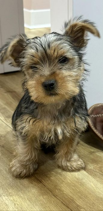 York Shire Terrierrrrr
