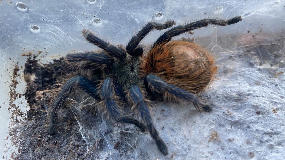 Ptasznik Pająk Chromatopelma cyaneopubescens, ok 4-4.5dc, płeć ns