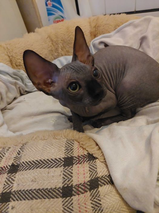 Gatinho   Sphynx