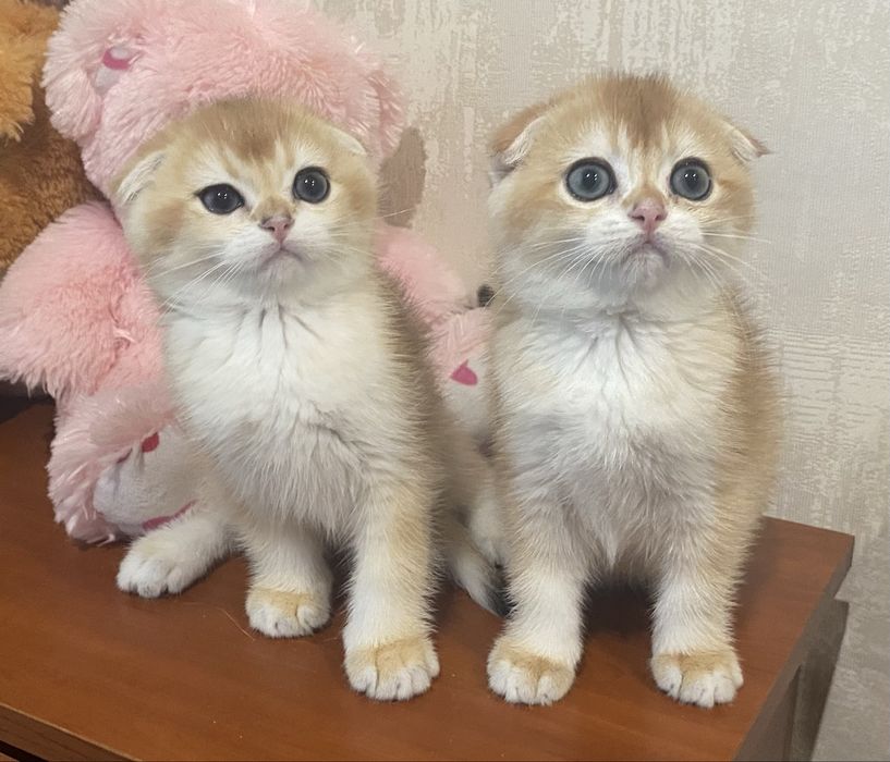 Дівчинка шотландська золота шиншила