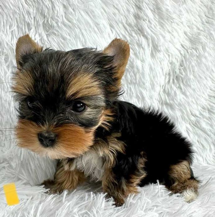 Продаж цуценят йорка