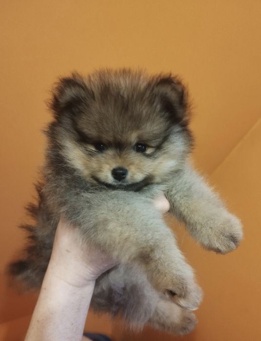 Zkwp szpic miniaturowy pomeranian