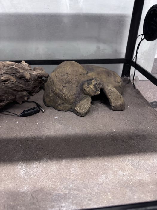 Terarium Repti Zoo- 60x45x32