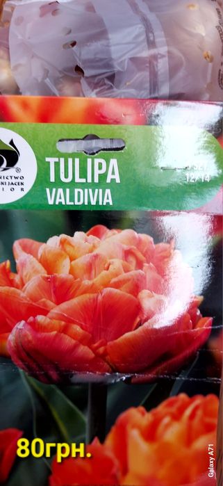 Продам цибулини квітів