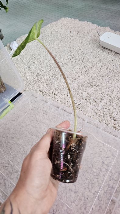 Caladium 'Frog in a Blender Каладиум Жаба в блендере