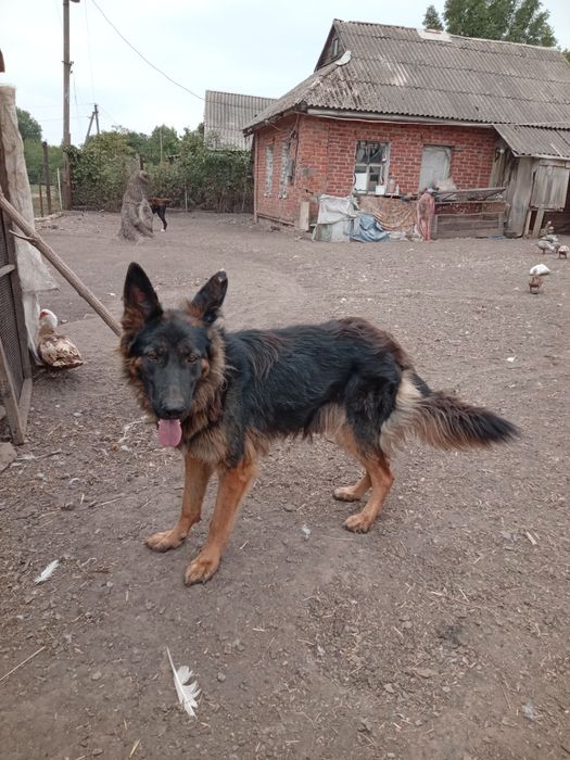 Продам немецкую овчарку